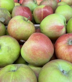 Manzana elstar (del país)