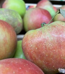 Manzana elstar (del país)